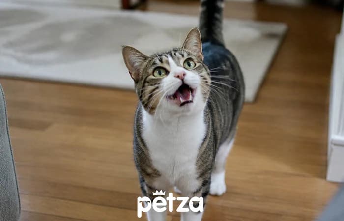 Kediler Neden Miyavlar?