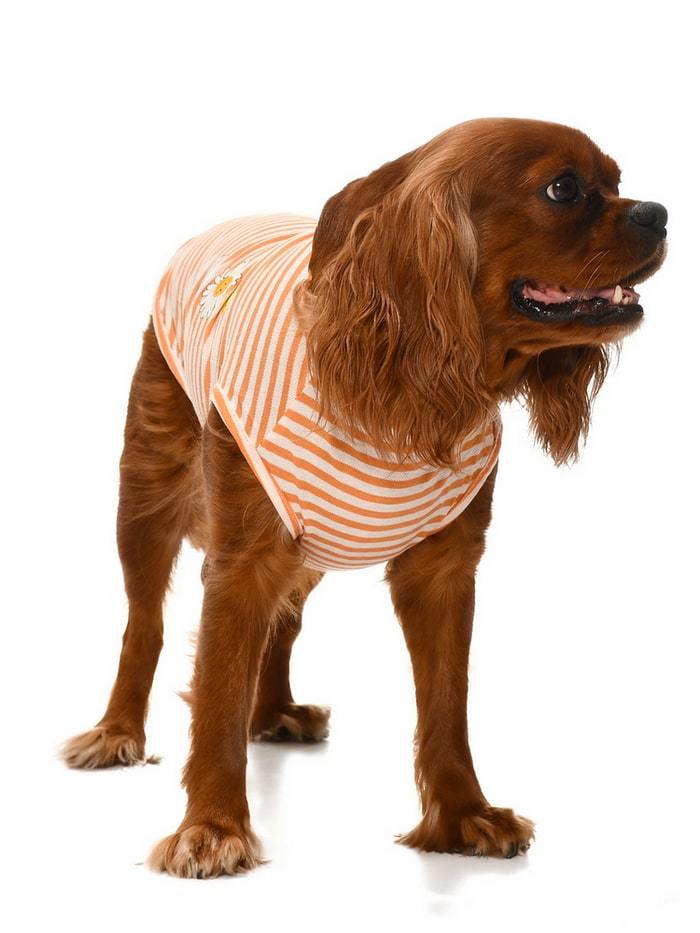 Küçük ve Orta Irk Köpek T-shirt Stina