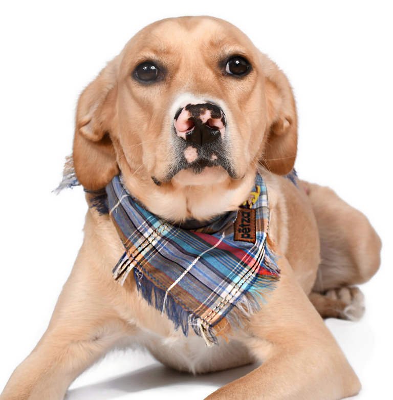 Köpek Bandana / Monda