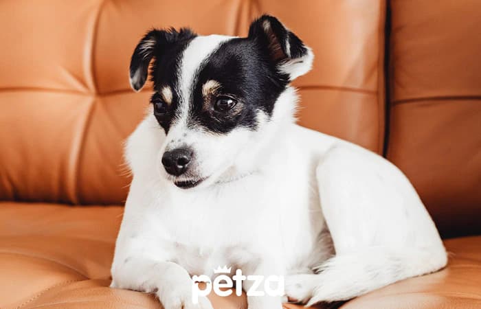 Toy Fox Terrier Köpeği Özellikleri
