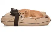 Köpek