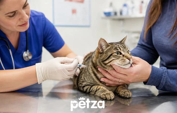 Kedi Aşı Takvimi. Hangi Aşı Ne Zaman?