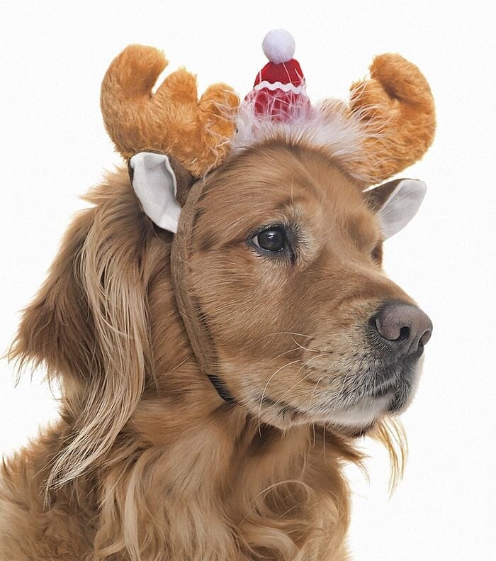 Küçük Orta ve Büyük Irk Köpekler için Donner Taç