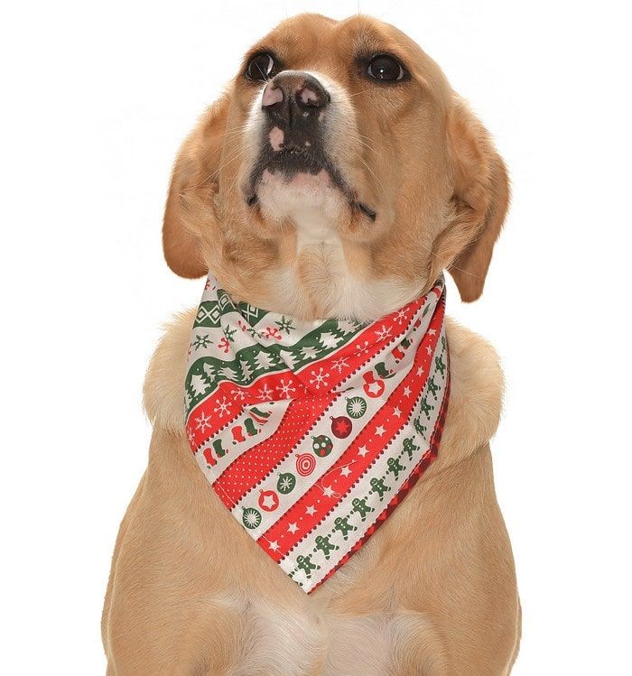 Köpek Bandana / Exinue