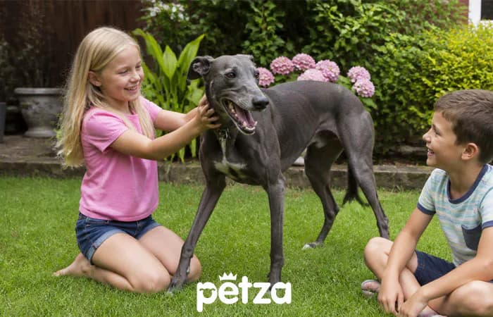 Greyhound Köpek Özellikleri