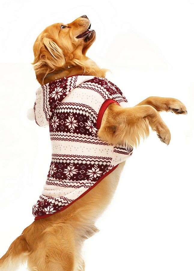 Köpek Büyük Irk Sweater Ponponlu Polar Bordo