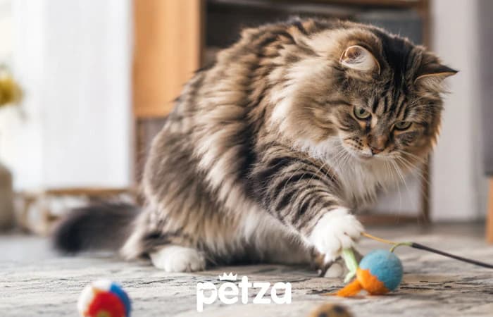 British Longhair Kedisi Özellikleri