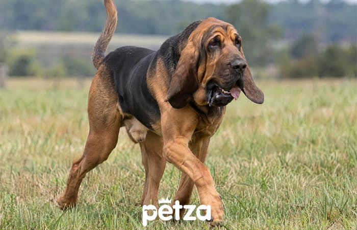 Bloodhound Köpeği Özellikleri