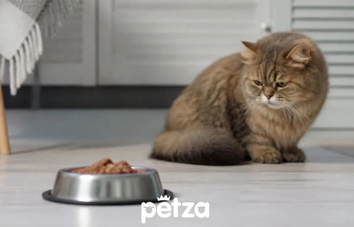 Kedilerde İştahsızlık
