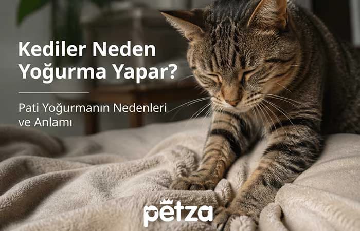 Kediler Neden Yoğurma Yapar