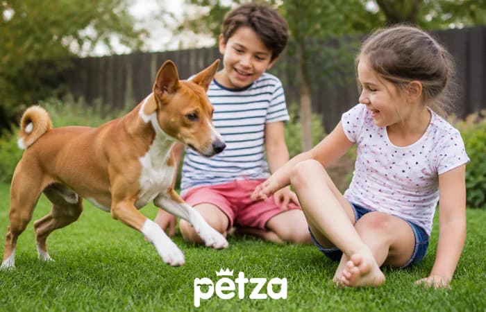 Basenji Köpeği Özellikleri