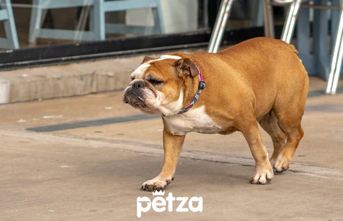 İngiliz Bulldog Özellikleri