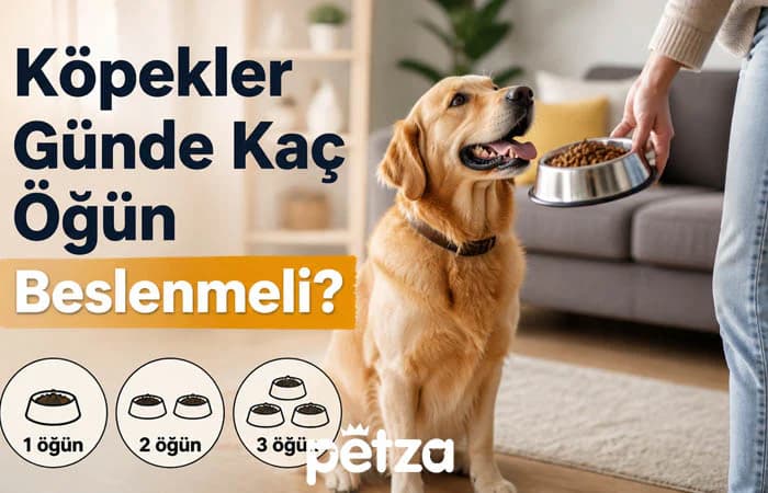 Köpekler Günde Kaç Öğün Beslenmeli?