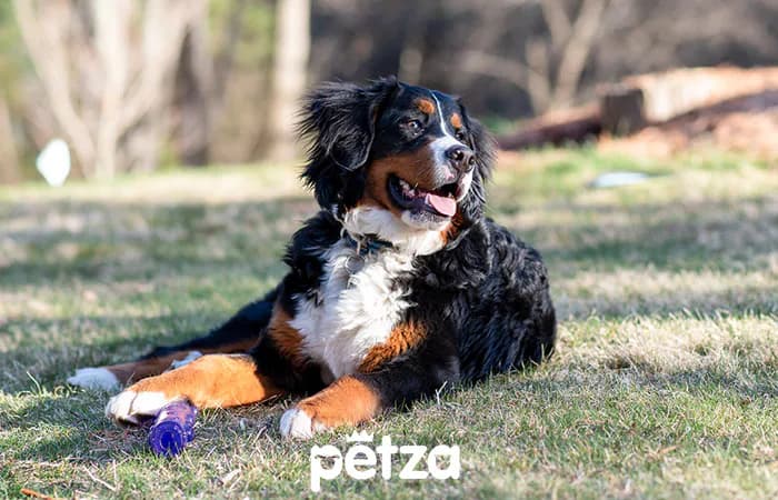 Bernese Mountain Dog Özellikleri