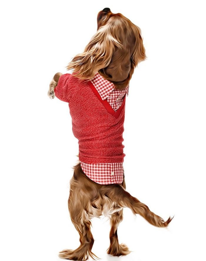 Küçük ve Orta Irk Köpek Sweater - Hodag