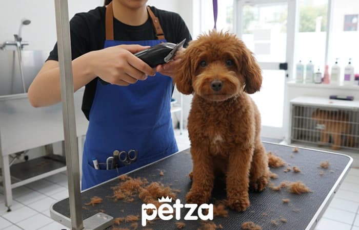 Toy Poodle
