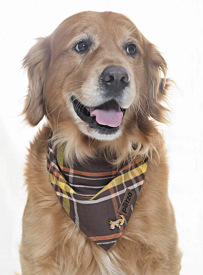 Köpek Bandana / Wasp