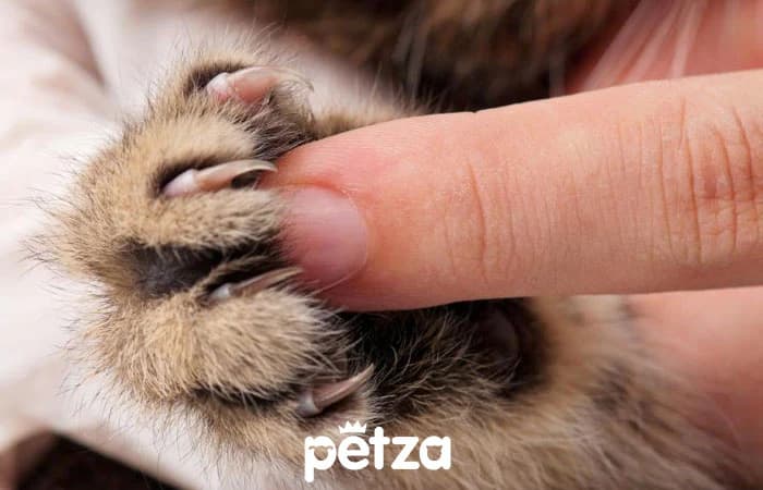 Kedi Tırnağı Nasıl Kesilir?