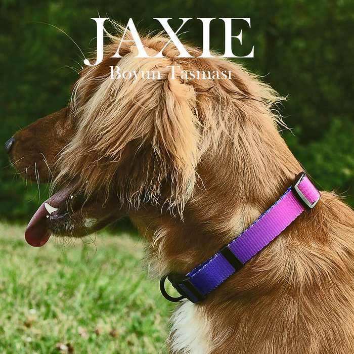 Köpek Boyun Tasması Jaxie