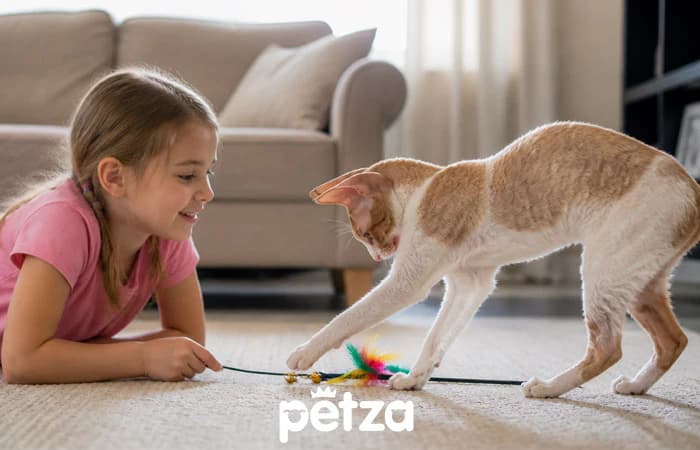 Cornish Rex Kedisi Özellikleri