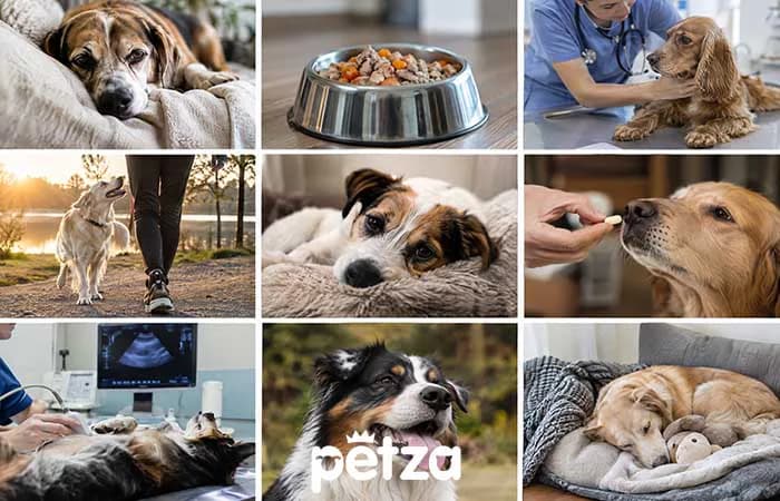 Köpeklerde Pankreatit