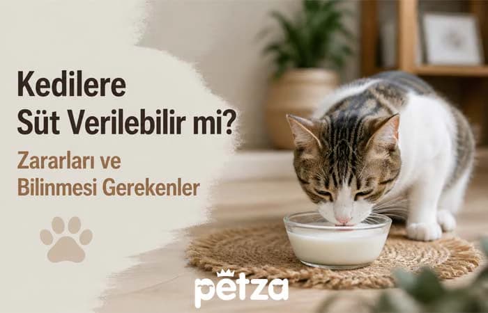 Kedilere Süt Verilebilir Mi?