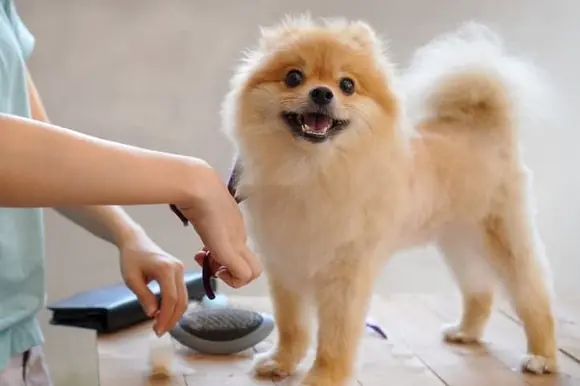 Pomeranian Köpek Özellikleri