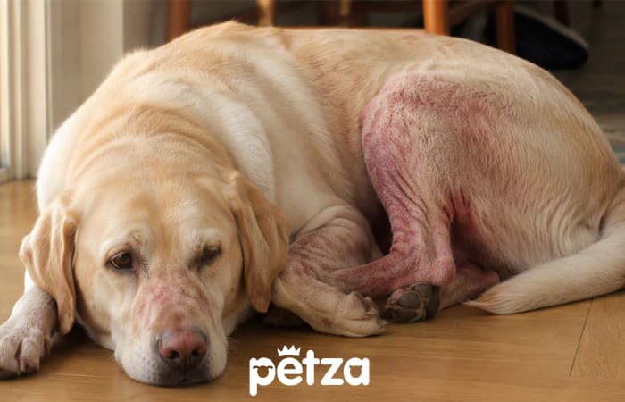 Köpeklerde Besin Alerjisi