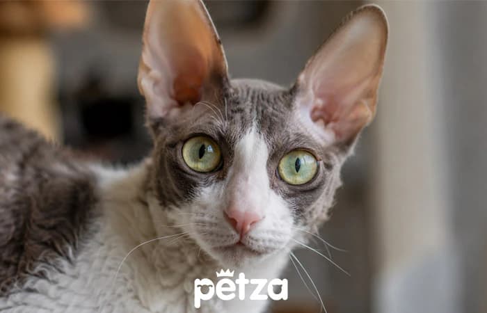 Cornish Rex Kedisi Özellikleri