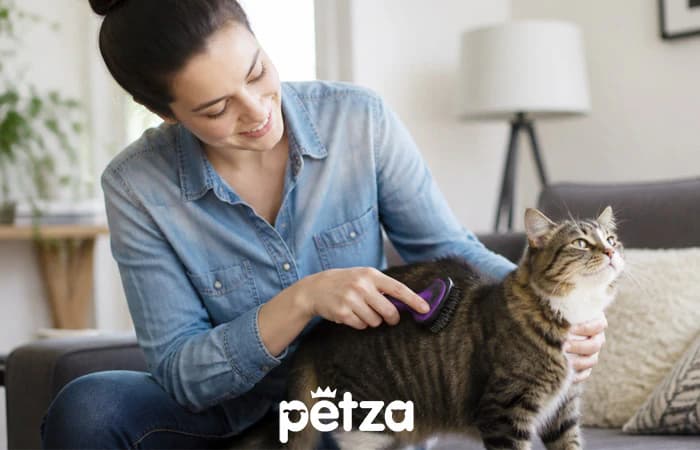 Kedi Tüy Dökülmesi