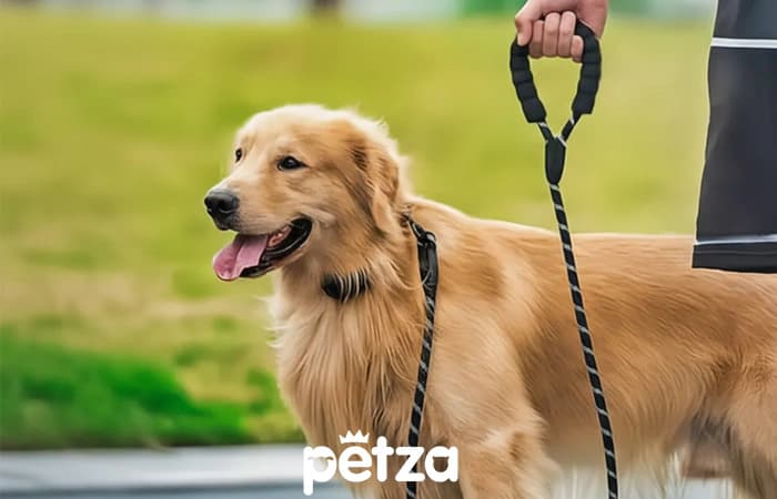 Dugan Halat Köpek Gezdirme Tasması Siyah - Petza