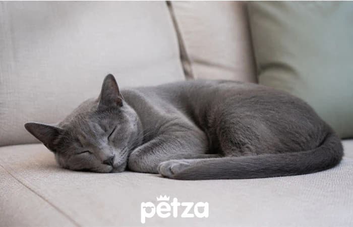 Korat Kedisi Özellikleri