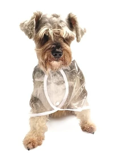 Köpek Küçük ve Orta Irk Yağmurluk Otso Beyaz Şeffaf