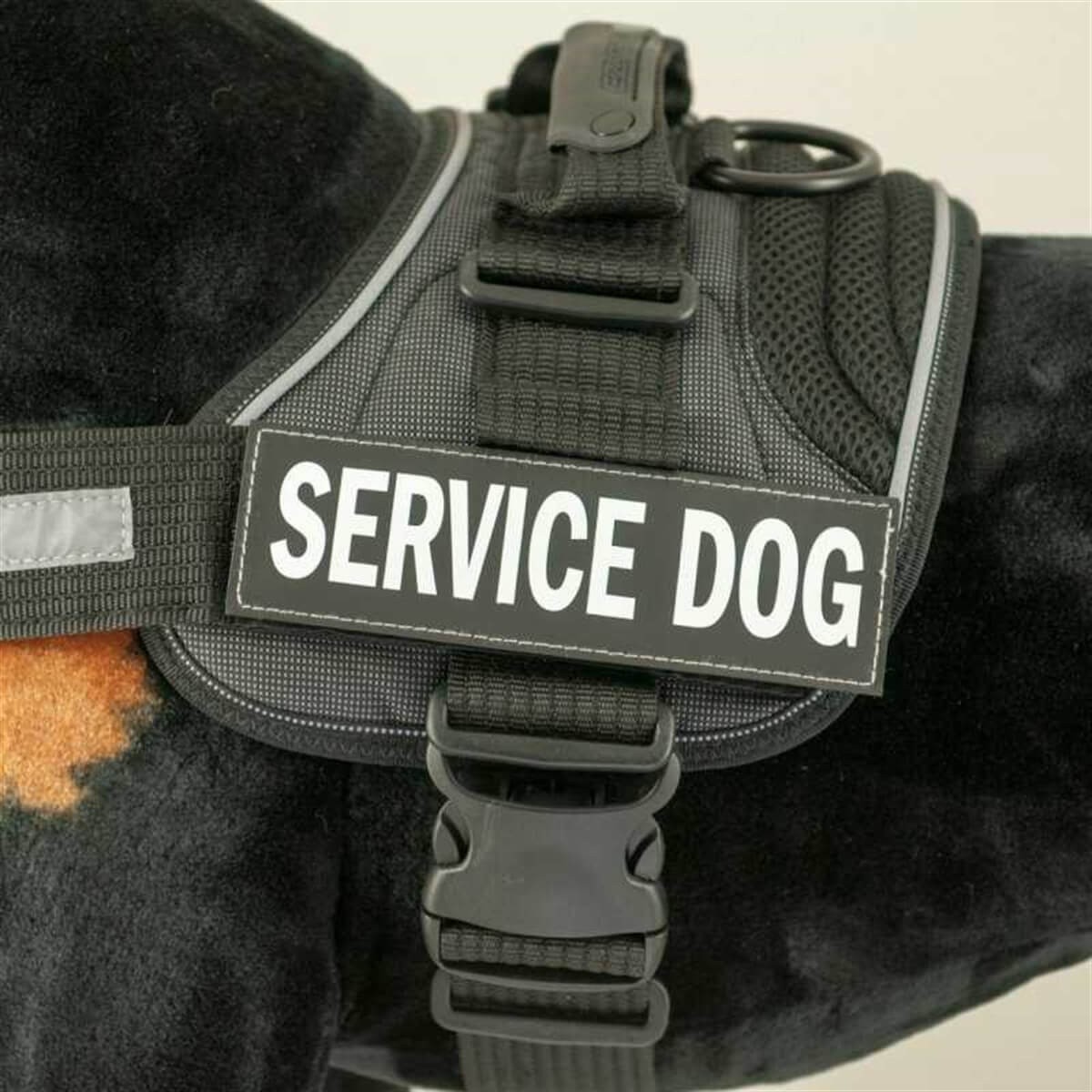 EzyDog Patch Göğüs Tasması Yan Etiketleri CHAMPION
