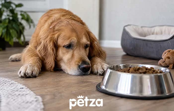 Köpeğim Mama Yemiyor. Ne yapmalıyım