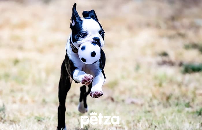 Boston Terrier Özellikleri