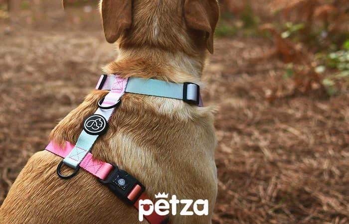 Köpek Göğüs Tasması - Petza