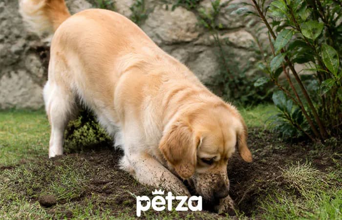 Köpekler Neden Toprak Kazar