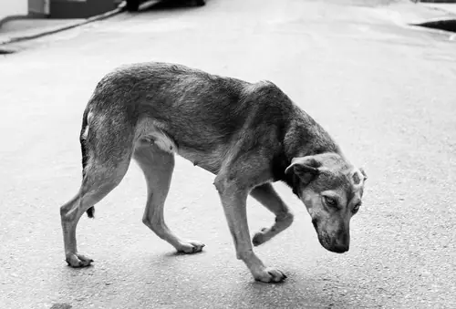 Sokak Köpeği