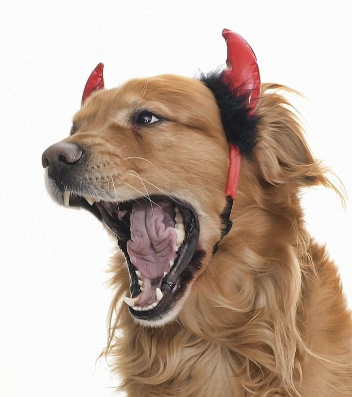 Küçük Orta Ve Büyük Irk Köpekler için Taç Devil