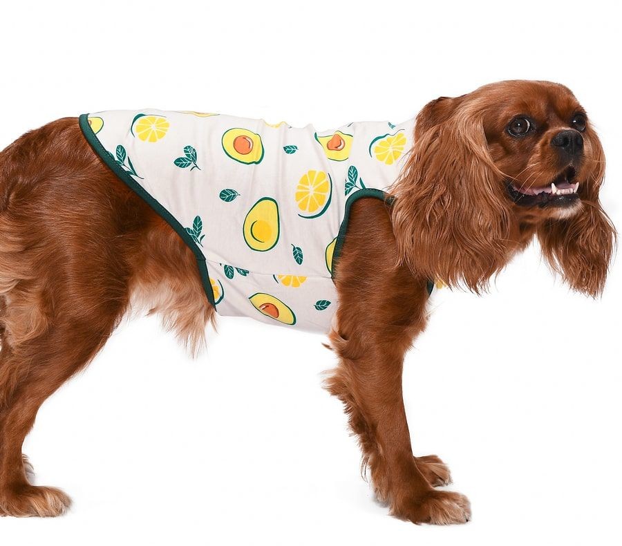 Küçük ve Orta Irk Köpek T-shirt Kaj