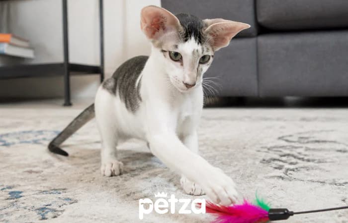 Oriental Shorthair Kedisi Özellikleri