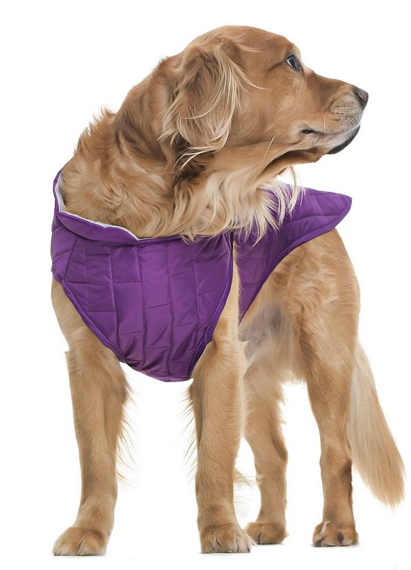 Orta ve Büyük Irk Köpek Mont - Kylo