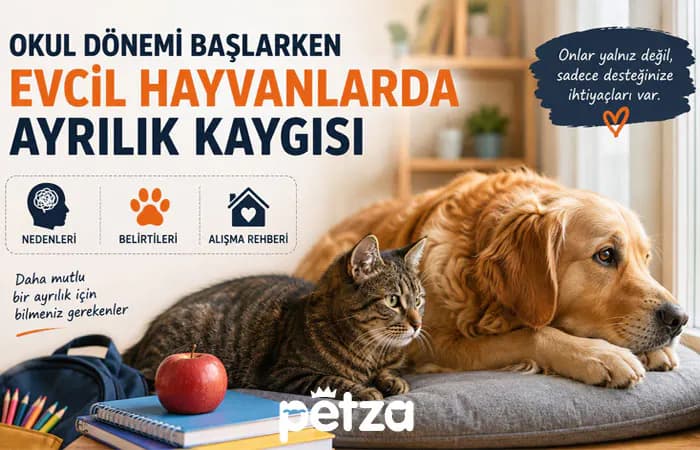 Evcil Hayvanlarda Ayrılık Kaygısı