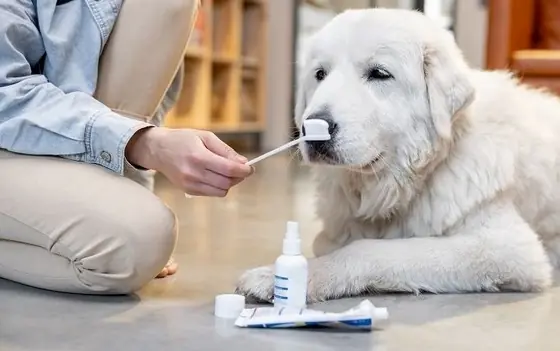 Köpeklerin Dişi Nasıl Fırçalanır