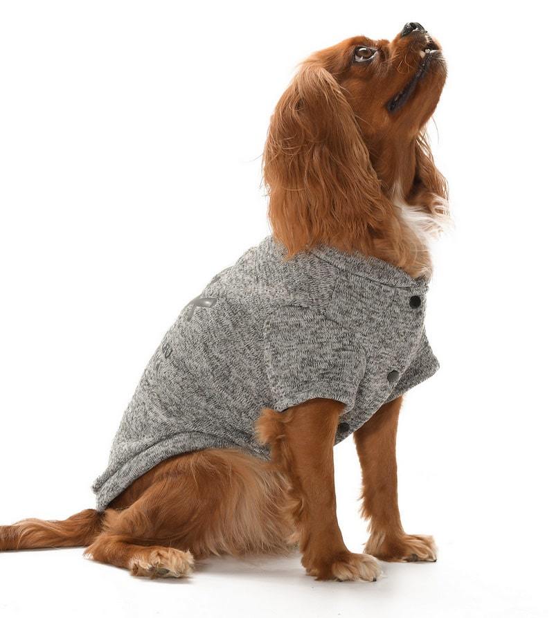 Küçük ve Orta Irk Köpek Kazak - Lalit Gri