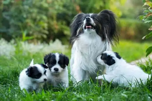 Papillon Köpek Özellikleri