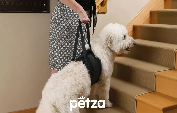 Moppa Köpek Kaldırma Kayışı - Petza