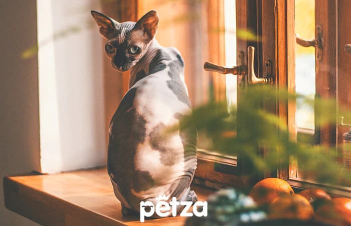 Devon Rex Kedisi Özellikleri