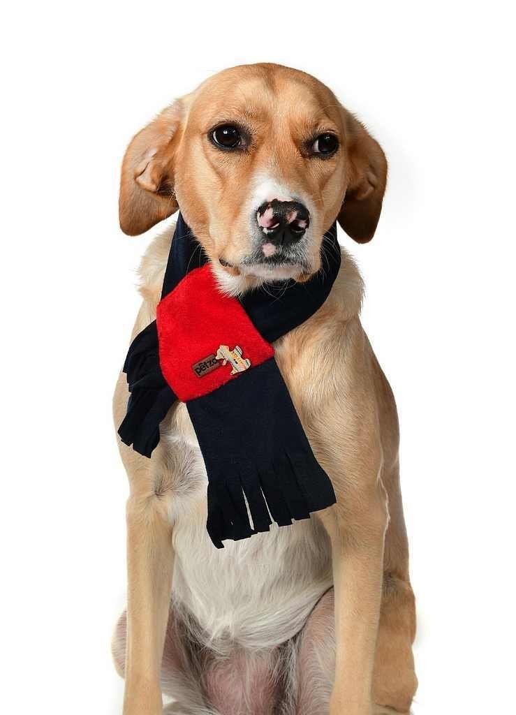 Polar Köpek Atkısı - Yoro